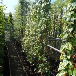 Kaukasische Klimop (Hedera Colchica 'Dentata Variegata') -Natuur Kus Verkoopwinkel hedera colchica dentata variegata 175 200 c10 1