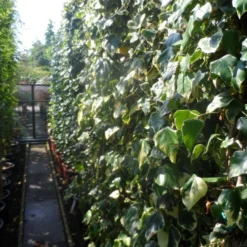 Kaukasische Klimop (Hedera Colchica 'Dentata Variegata') -Natuur Kus Verkoopwinkel hedera colchica dentata variegata 200 250 c15 1