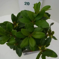 Rhododendron (Rhododendron 'Horizon Monarch') -Natuur Kus Verkoopwinkel hor. monarch c2 boven