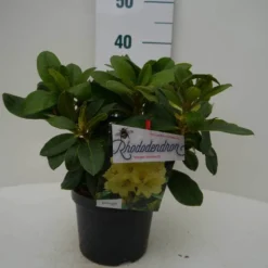 Rhododendron (Rhododendron 'Horizon Monarch') -Natuur Kus Verkoopwinkel hor. monarch c2 voor