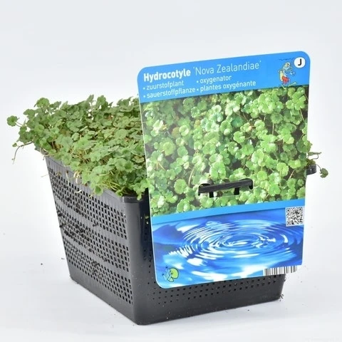 Waternavel (Hydrocotyle Novae-zealandiae) 3 Waternavel (Hydrocotyle Novae-zealandiae) - Afbeelding 3