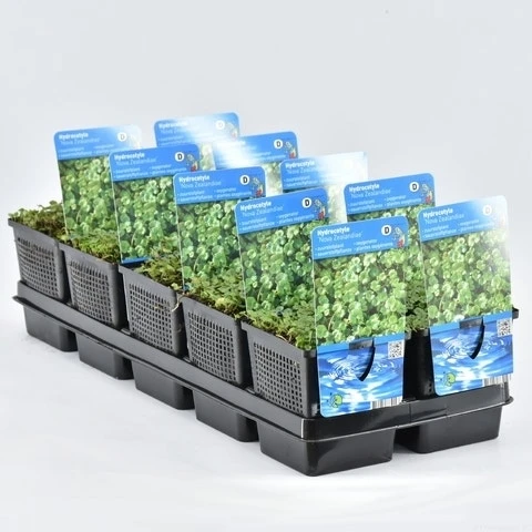 Waternavel (Hydrocotyle Novae-zealandiae) 1 Waternavel (Hydrocotyle Novae-zealandiae)