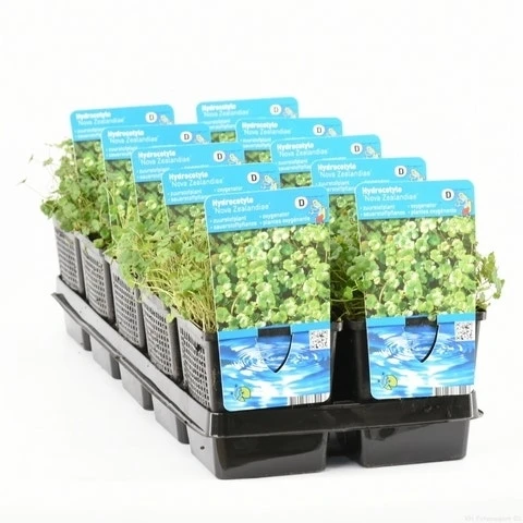 Waternavel (Hydrocotyle Novae-zealandiae) 2 Waternavel (Hydrocotyle Novae-zealandiae) - Afbeelding 2