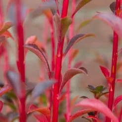 Pronkklokje (Enkianthus Campanulatus) -Natuur Kus Verkoopwinkel img 1495 1