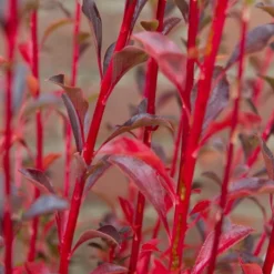 Pronkklokje (Enkianthus Campanulatus) -Natuur Kus Verkoopwinkel img 1496