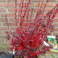 Pronkklokje (Enkianthus Campanulatus) -Natuur Kus Verkoopwinkel img 1497 2