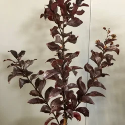 Lagerstroemia Als Halfstam (Lagerstroemia Indica 'Rhapsody In Pink') -Natuur Kus Verkoopwinkel img 2474 1 1