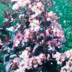 Lagerstroemia (Lagerstroemia Indica 'Rhapsody In Pink') -Natuur Kus Verkoopwinkel img 2475 1