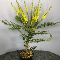 Mahoniestruik (Mahonia Media 'Winter Sun') -Natuur Kus Verkoopwinkel img 2655 1