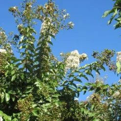 Lagerstroemia Halfstam (Lagerstroemia Indica 'Burgundy Cotton') -Natuur Kus Verkoopwinkel img 4003