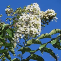 Witte Lagerstroemia Als Boom (Lagerstroemia Indica)