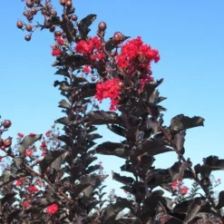 Lagerstroemia Als Halfstam (Lagerstroemia 'Black Diamond Best Red') -Natuur Kus Verkoopwinkel img 4246