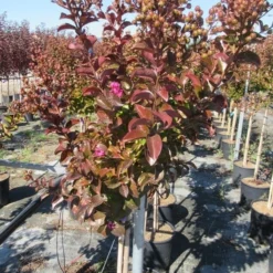 Lagerstroemia Als Halfstam (Lagerstroemia Indica 'Berry Dazzle') -Natuur Kus Verkoopwinkel img 4249