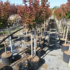 Lagerstroemia Als Halfstam (Lagerstroemia Indica 'Berry Dazzle') -Natuur Kus Verkoopwinkel img 4250