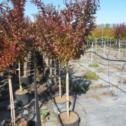 Lagerstroemia Als Halfstam (Lagerstroemia Indica 'Berry Dazzle') -Natuur Kus Verkoopwinkel img 4251