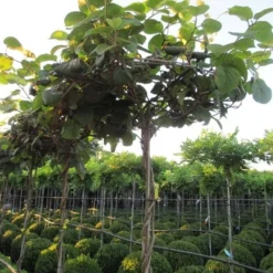 Kiwiplant Als Dakboom (Actinidia Chinensis)