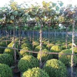 Kiwiplant Als Dakboom (Actinidia Chinensis) -Natuur Kus Verkoopwinkel img 4341