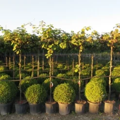 Kiwiplant Als Dakboom (Actinidia Chinensis) -Natuur Kus Verkoopwinkel img 4342