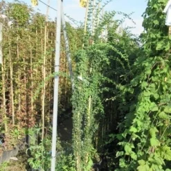 Jasmijn (Jasminum Officinale) 11 Jasmijn (Jasminum Officinale) -Natuur Kus Verkoopwinkel jasminum officinale 175 200