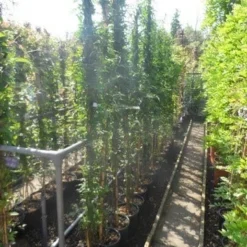 Jasmijn (Jasminum Officinale) 9 Jasmijn (Jasminum Officinale) -Natuur Kus Verkoopwinkel jasminum officinale 175 200 c10 1