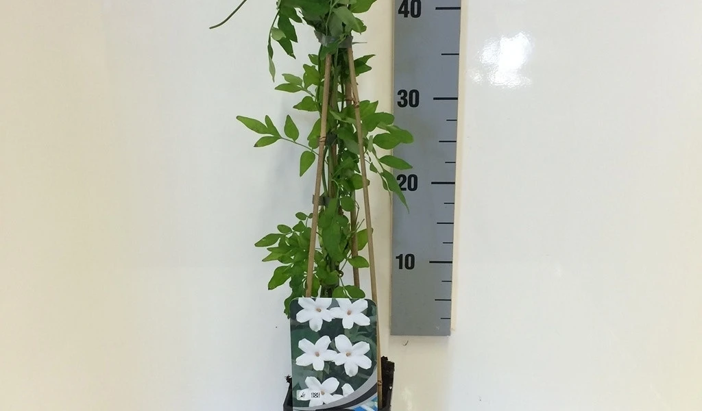 Jasmijn (Jasminum Officinale) 5 Jasmijn (Jasminum Officinale) - Afbeelding 5