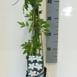 Jasmijn (Jasminum Officinale) 10 Jasmijn (Jasminum Officinale) -Natuur Kus Verkoopwinkel jasminum officinalis 50 60 c2 1