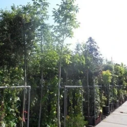 Walnotenboom (Juglans Regia) 9 Walnotenboom (Juglans Regia) -Natuur Kus Verkoopwinkel juglans regia 10 12 14ho cont