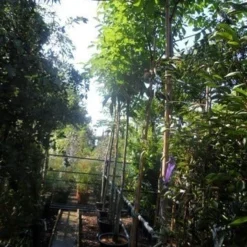 Walnotenboom (Juglans Regia) 8 Walnotenboom (Juglans Regia) -Natuur Kus Verkoopwinkel juglans regia 12 14 16ho cont