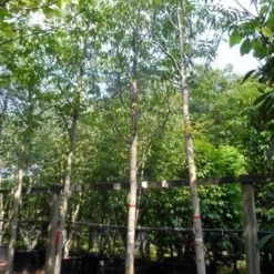 Walnotenboom (Juglans Regia) 7 Walnotenboom (Juglans Regia) -Natuur Kus Verkoopwinkel juglans regia 20 25ho c160 extra