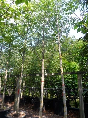 Walnotenboom (Juglans Regia) 3 Walnotenboom (Juglans Regia) - Afbeelding 3