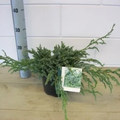 Jeneverbes (Juniperus Squamata 'Blue Carpet') -Natuur Kus Verkoopwinkel juniperus blue carpet c3 november