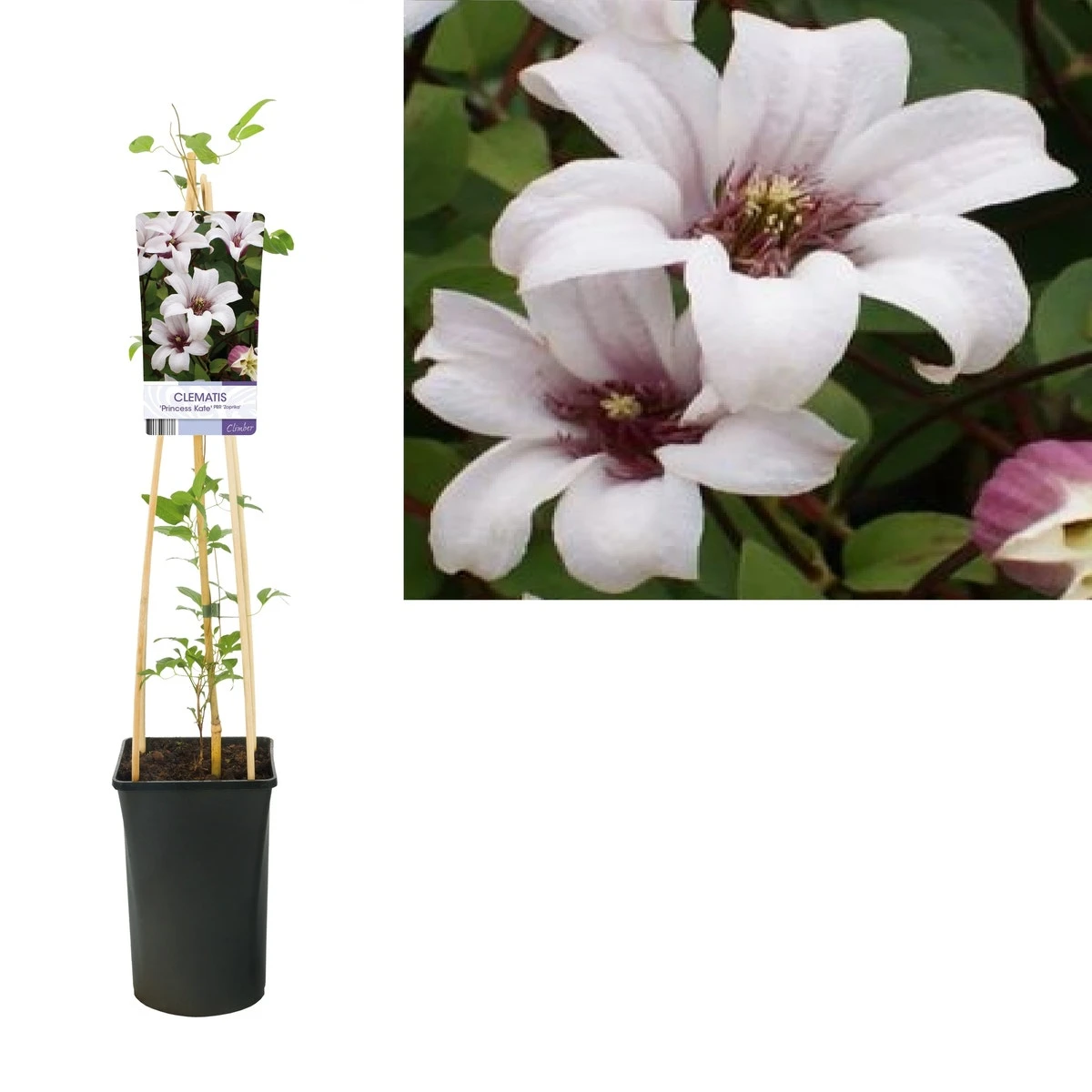 Bosrank (Clematis 'Princess Kate') 2 Bosrank (Clematis 'Princess Kate') - Afbeelding 2