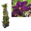 Hedera-Clematis Mix Haag (Romantika)