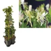 Hedera-Kamperfoelie Mix Haag (Belgica Select)