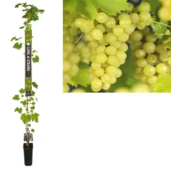 Pitloze Witte Druif (Vitis Vinifera 'Millenium')