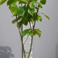 Kaki (Diospyros Kaki) -Natuur Kus Verkoopwinkel kakihalfstam02