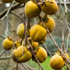 Kaki (Diospyros Kaki 'Rojo Brilliante')