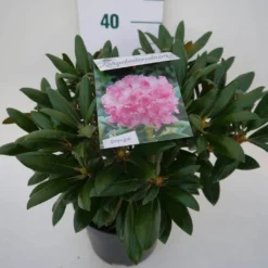 Dwergrhododendron (Rhododendron 'Kalinka') -Natuur Kus Verkoopwinkel kalinka c4 zij