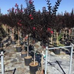 Lagerstroemia Als Halfstam (Lagerstroemia 'Black Diamond Best Red') -Natuur Kus Verkoopwinkel lagerstroemia black diamond halfstam