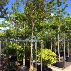 Roze Lagerstroemia Als Boom (Lagerstroemia Indica) 24 Roze Lagerstroemia Als Boom (Lagerstroemia Indica) -Natuur Kus Verkoopwinkel lagerstroemia indica 10 12ho