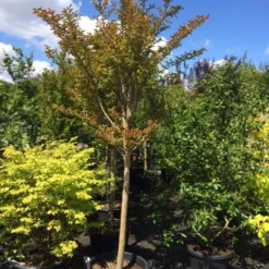 Roze Lagerstroemia Als Boom (Lagerstroemia Indica) 25 Roze Lagerstroemia Als Boom (Lagerstroemia Indica) -Natuur Kus Verkoopwinkel lagerstroemia indica halfstam 14 16