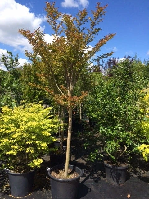 Roze Lagerstroemia Als Boom (Lagerstroemia Indica) 8 Roze Lagerstroemia Als Boom (Lagerstroemia Indica) - Afbeelding 8