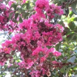 Roze Lagerstroemia Als Boom (Lagerstroemia Indica) 33 Roze Lagerstroemia Als Boom (Lagerstroemia Indica) -Natuur Kus Verkoopwinkel lagerstroemia indica roze 10