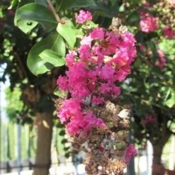 Roze Lagerstroemia Als Boom (Lagerstroemia Indica) 34 Roze Lagerstroemia Als Boom (Lagerstroemia Indica) -Natuur Kus Verkoopwinkel lagerstroemia indica roze 11