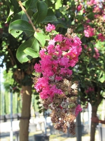 Roze Lagerstroemia Als Boom (Lagerstroemia Indica) 17 Roze Lagerstroemia Als Boom (Lagerstroemia Indica) - Afbeelding 17