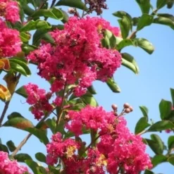 Roze Lagerstroemia Als Boom (Lagerstroemia Indica) 29 Roze Lagerstroemia Als Boom (Lagerstroemia Indica) -Natuur Kus Verkoopwinkel lagerstroemia indica roze 6