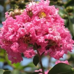 Roze Lagerstroemia Als Boom (Lagerstroemia Indica) 30 Roze Lagerstroemia Als Boom (Lagerstroemia Indica) -Natuur Kus Verkoopwinkel lagerstroemia indica roze 7