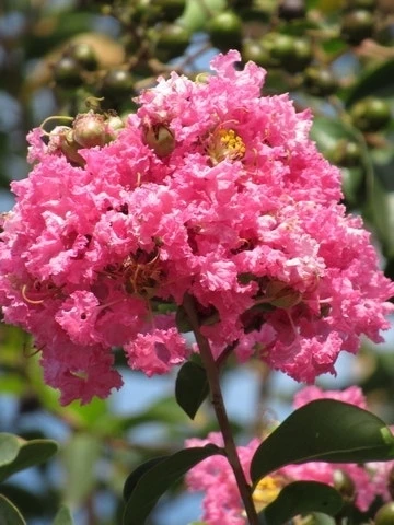 Roze Lagerstroemia Als Boom (Lagerstroemia Indica) 13 Roze Lagerstroemia Als Boom (Lagerstroemia Indica) - Afbeelding 13