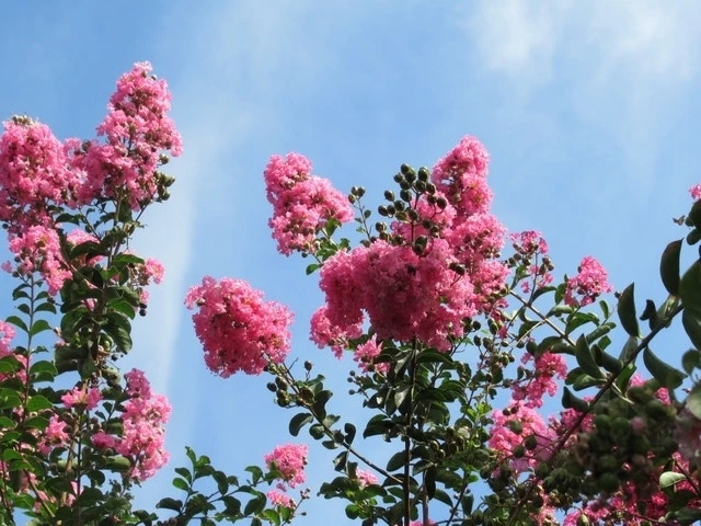 Roze Lagerstroemia Als Boom (Lagerstroemia Indica) 15 Roze Lagerstroemia Als Boom (Lagerstroemia Indica) - Afbeelding 15