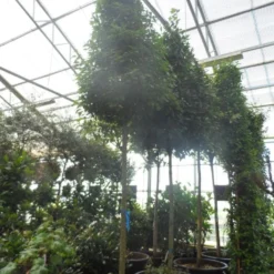 Echte Laurier Als Piramide (Laurus Nobilis) 11 Echte Laurier Als Piramide (Laurus Nobilis) -Natuur Kus Verkoopwinkel laurus nobilis 16 18 20ho c350 pyramide